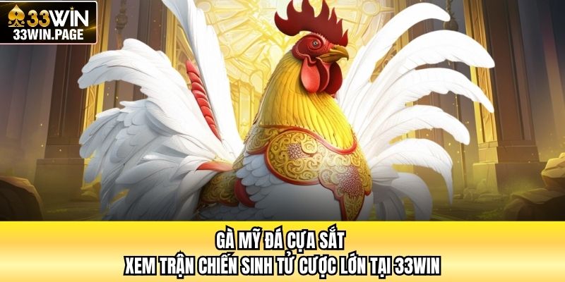 Gà Mỹ Đá Cựa Sắt - Xem Trận Chiến Sinh Tử Cược Lớn Tại 33WIN