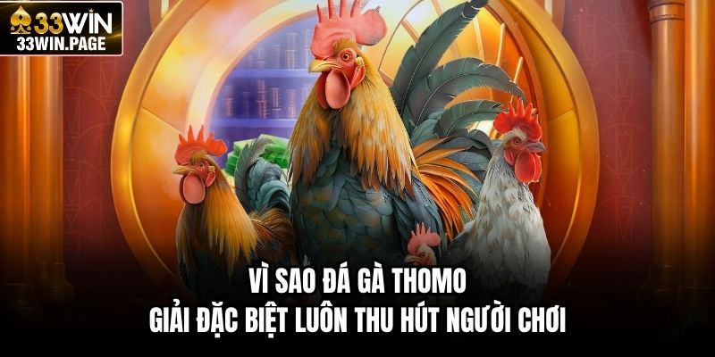 Vì sao đá gà Thomo giải đặc biệt luôn thu hút người chơi